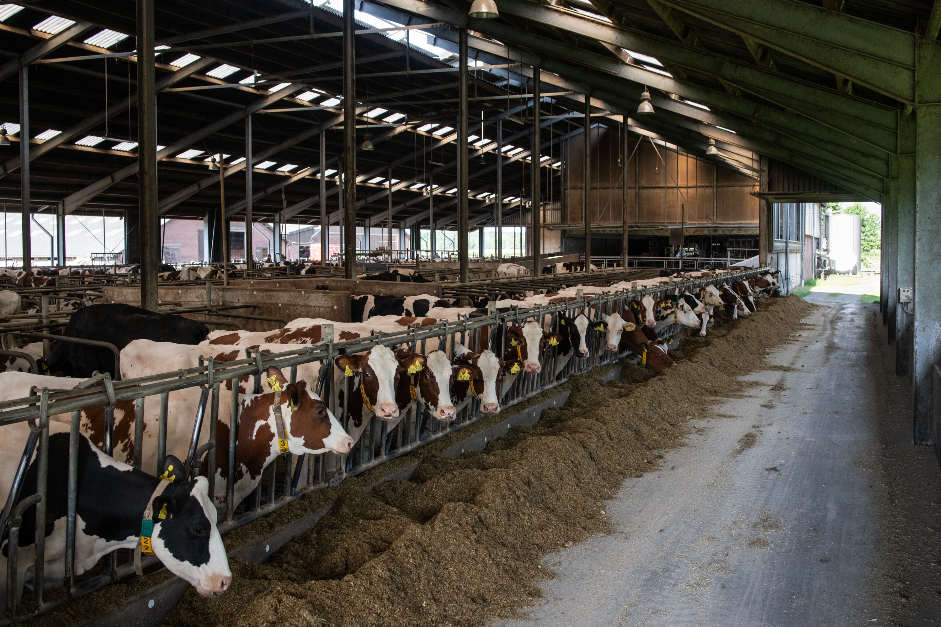 Das Bild zeigt einen großen Kuhstall. Die Seitenwände sind offen. Zwanzig Kühe stehen in einer Reihe und fressen.