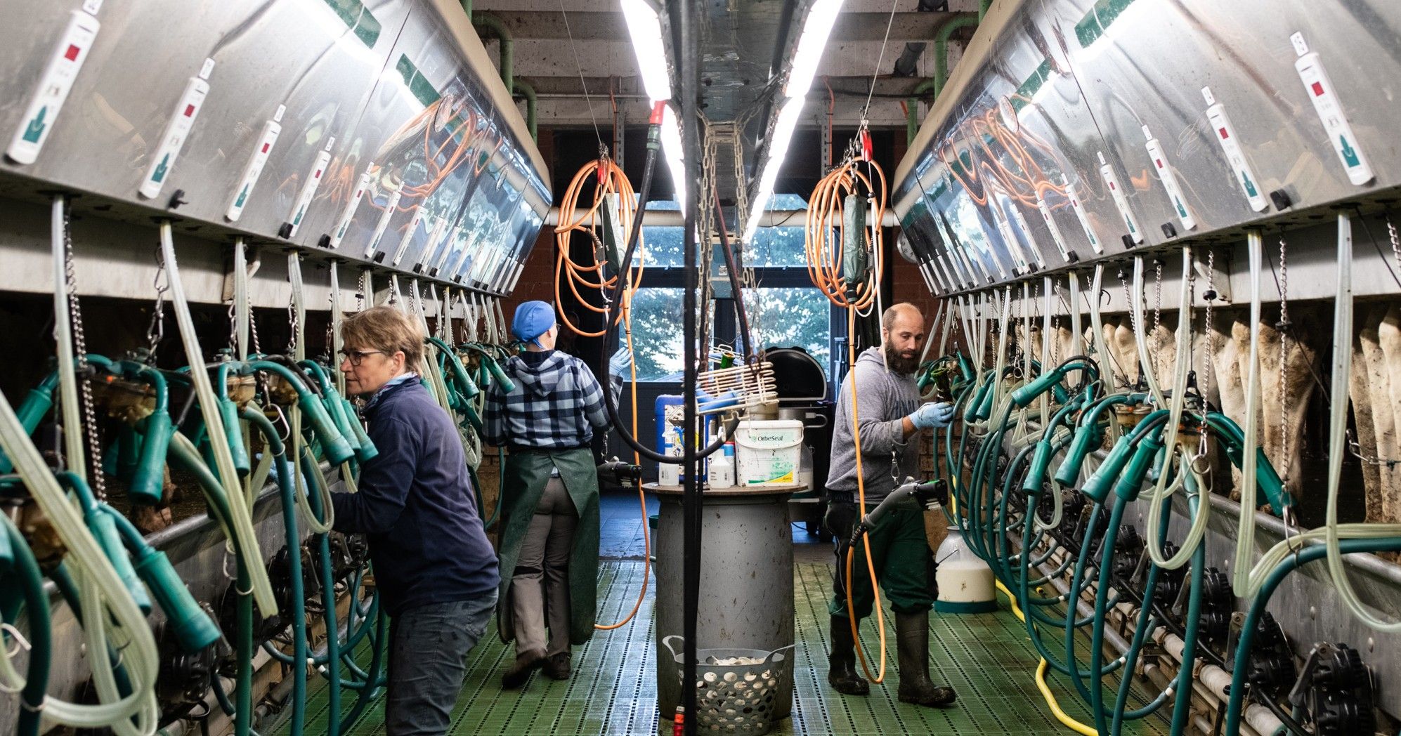 Zu sehen ist ein Melkstand mit drei Personen, die dort arbeiten.