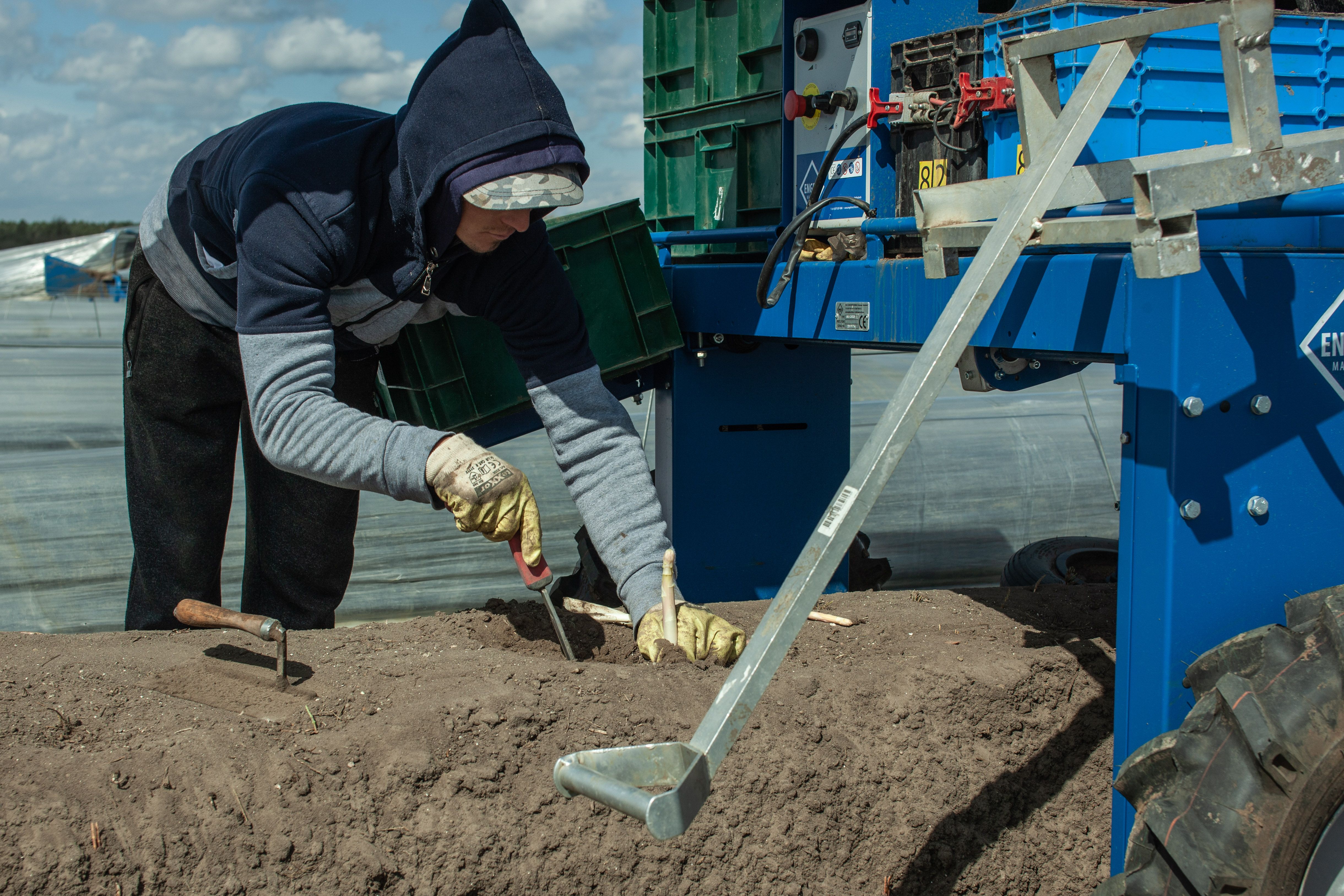 Vor einer Maschine steht ein Arbeiter mit Handschuen und erntet mit einem Spargelstecher einen Spargle. 