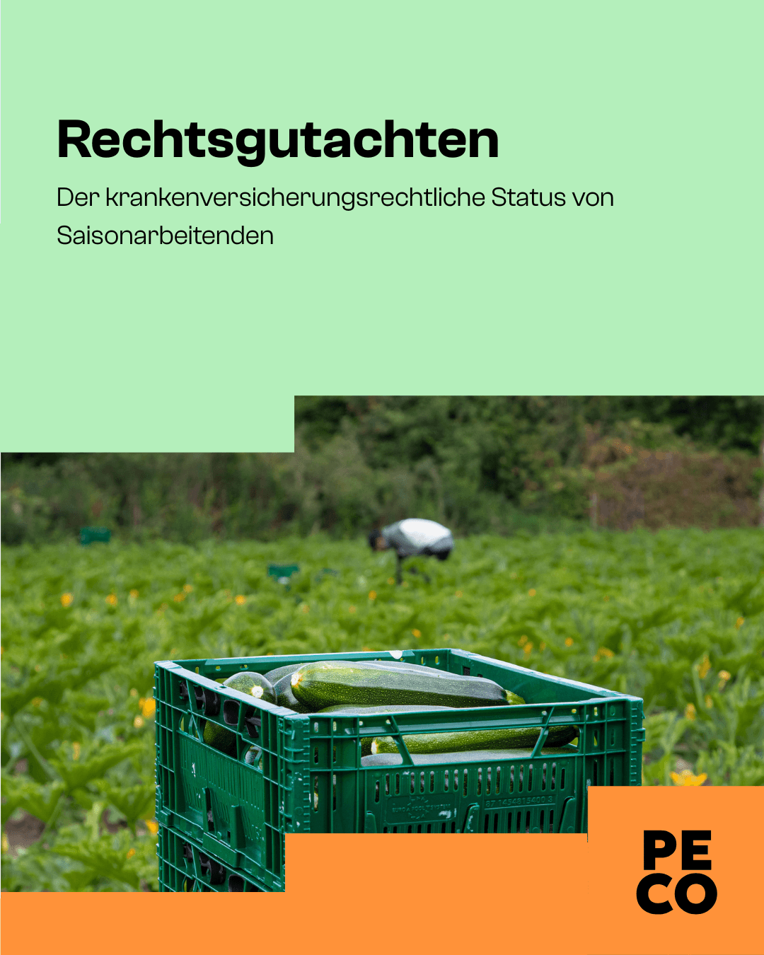 Eine grüne Kiste mit geernetet Zuccini steht auf einem Feld. Im Hintergrund ist eine arbeitende Person zu sehen. 